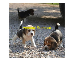 Beagle tricolore cuccioli