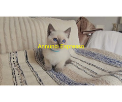 Siamese Tradizionale gattina