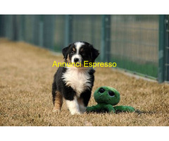 Australian Shepherd maschietto