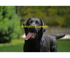 In regalo LABRADOR NERO
