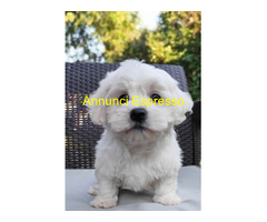 Maltese toy maschietto