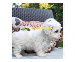 Maltese toy maschietto