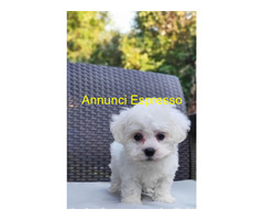 Maltese toy maschietto