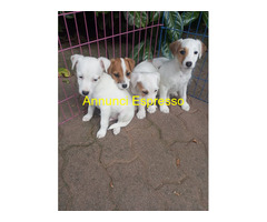 Jack Russell cuccioli