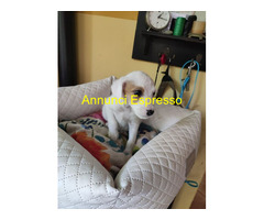 Jack Russell cuccioli