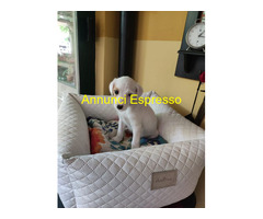 Jack Russell cuccioli