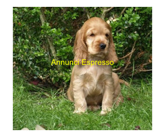 Cocker Spaniel maschietto