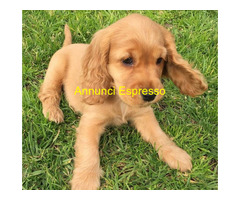 Cocker Spaniel maschietto