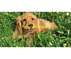 Cocker Spaniel maschietto