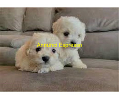 Maltipoo cuccioli