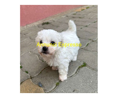 Maltipoo cuccioli