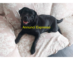 LABRADOR NERO