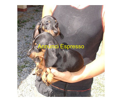 Bassotto nano cuccioli