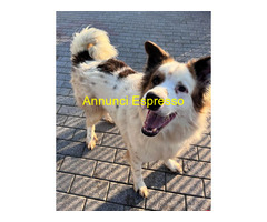 In regalo CANE METICCIO