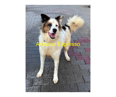In regalo CANE METICCIO
