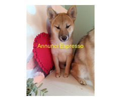 Shiba Inu maschietto