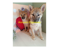 Shiba Inu maschietto