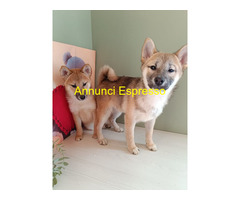 Shiba Inu maschietto