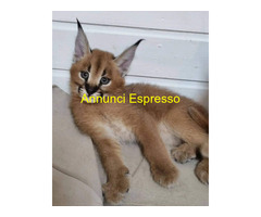 Gattino caracal disponibile