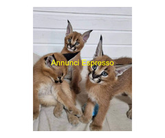 Gattino caracal disponibile