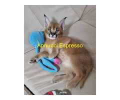 Gattino caracal disponibile