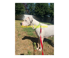 In regalo CAGNOLINA DOGO ARGENTINO