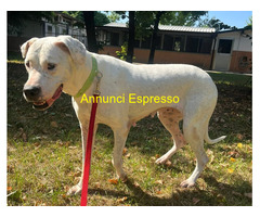 In regalo CAGNOLINA DOGO ARGENTINO