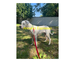In regalo CAGNOLINA DOGO ARGENTINO