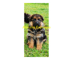 Cuccioli pastore tedesco