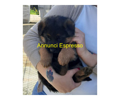 Cuccioli pastore tedesco