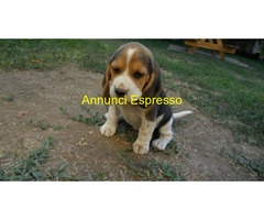 Beagle tricolore cuccioli