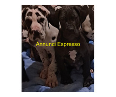 Alano nero