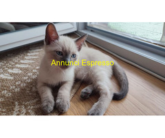 Siamese Tradizionale gattina