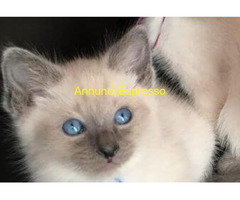 Siamese Tradizionale gattina