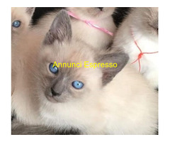 Siamese Tradizionale gattina
