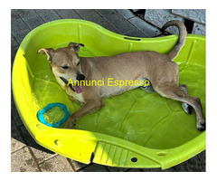 In regalo CANE METICCIO