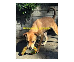 In regalo CANE METICCIO