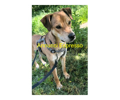 In regalo CANE METICCIO