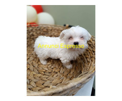 Maltese Coreano maschietto