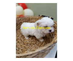 Maltese Coreano maschietto