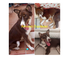 In regalo UNA MAMMA PER CHOCO