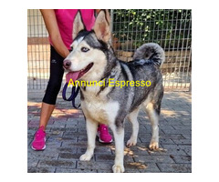 In regalo CANE METICCIO