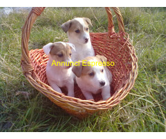 Jack Russell cuccioli