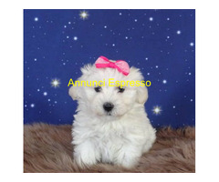 Maltipoo toy cuccioli