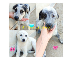 In regalo CUCCIOLI MIX SETTER