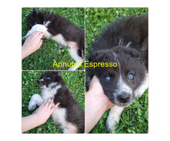 In regalo OMBRETTA MIX BORDER COLLIE
