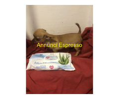 Chihuahua