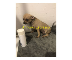 Chihuahua