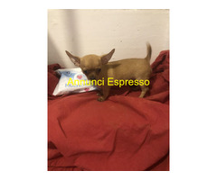 Chihuahua