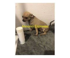 Chihuahua toy